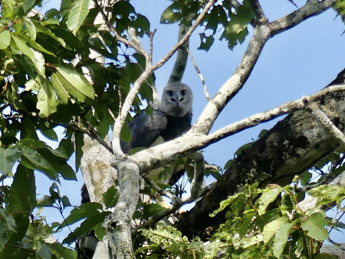 Harpy Eagle - ML282969791