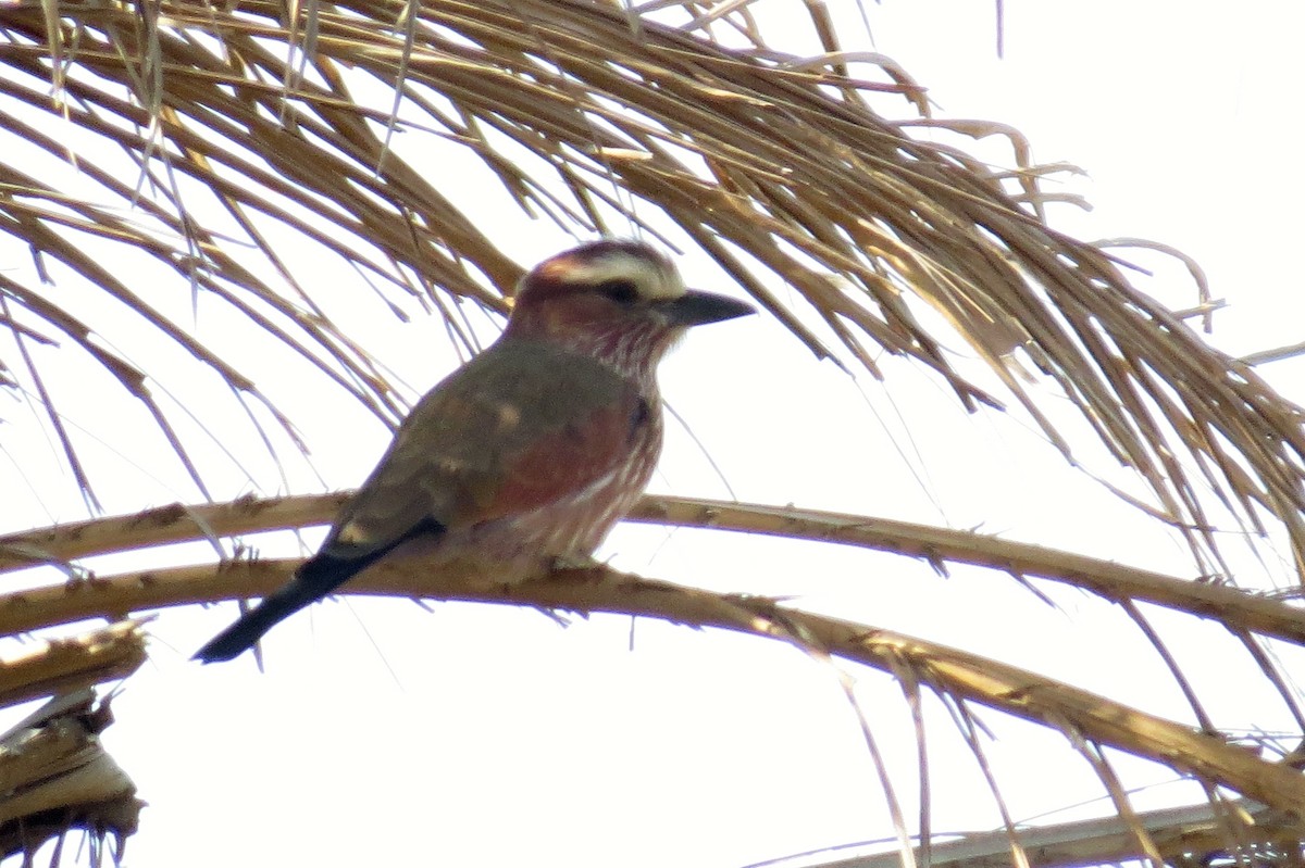 Rufous-crowned Roller - Leszek Noga