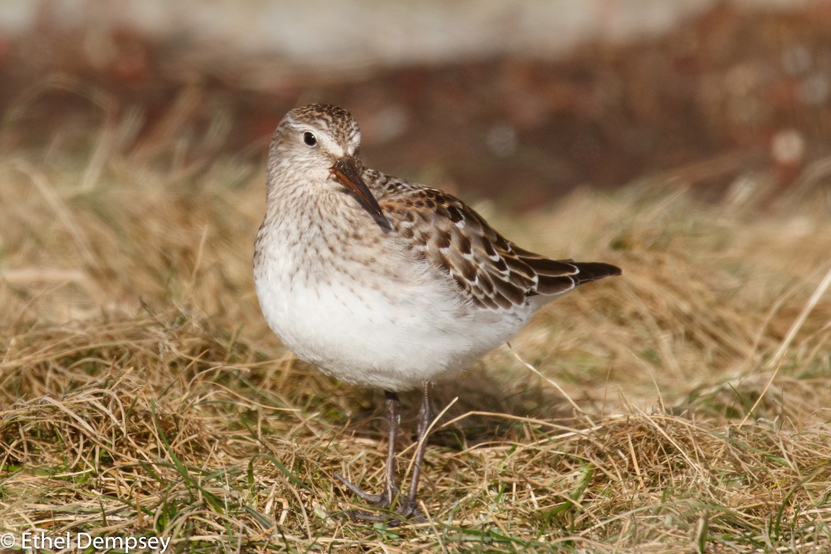 White-rumped Sandpiper - ML282970451