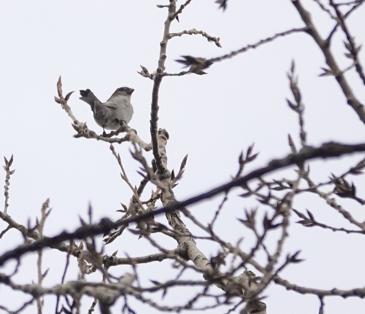 Pine Grosbeak - Willie D'Anna