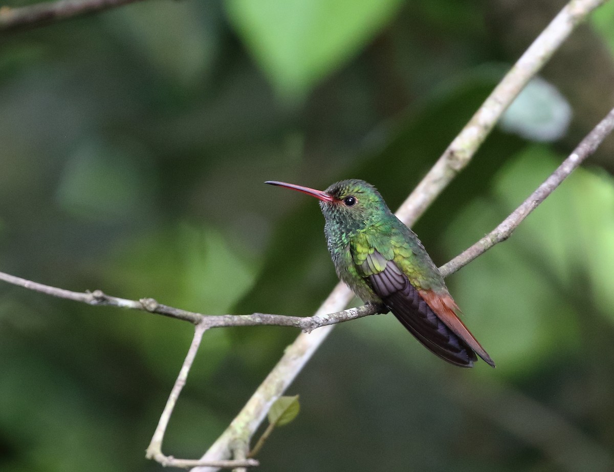 Rufous-tailed Hummingbird - ML282973141