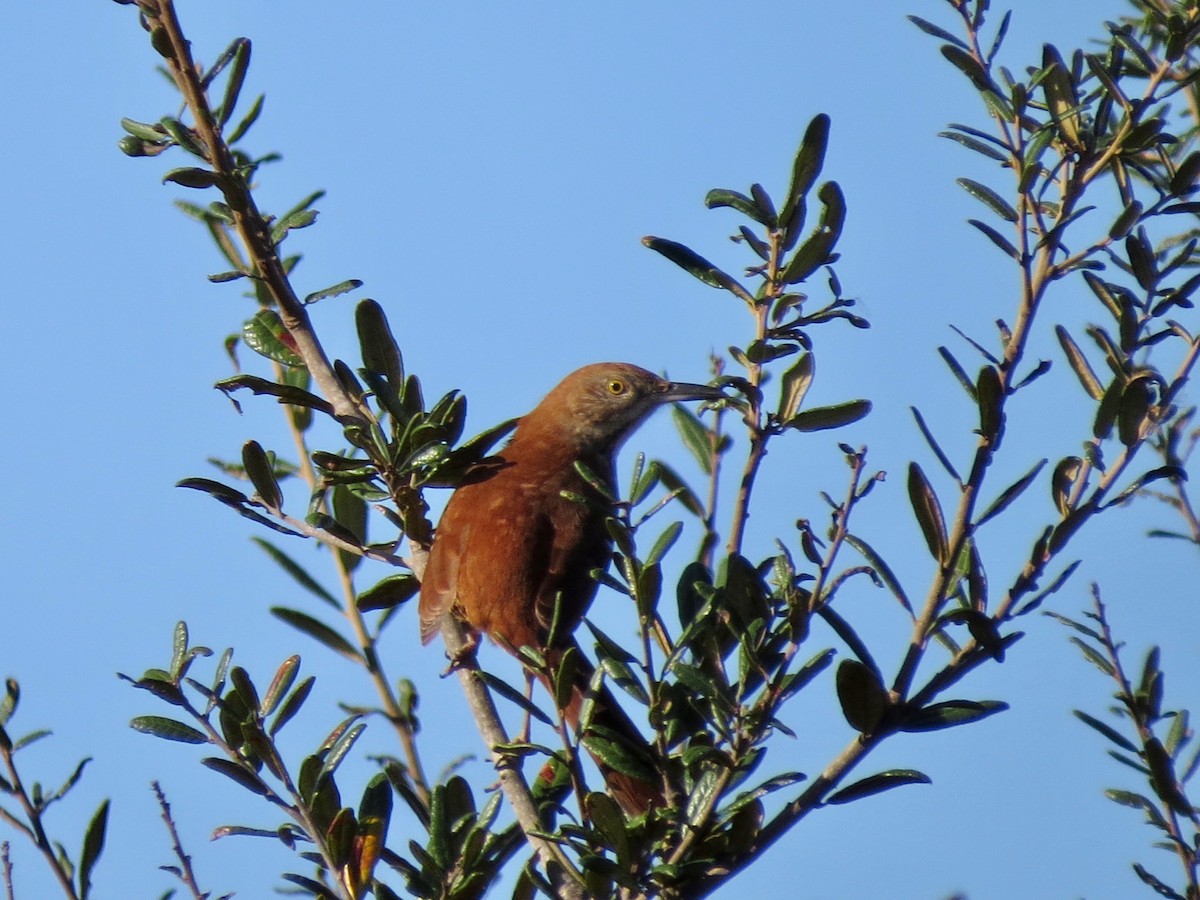 Brown Thrasher - Janet Paisley