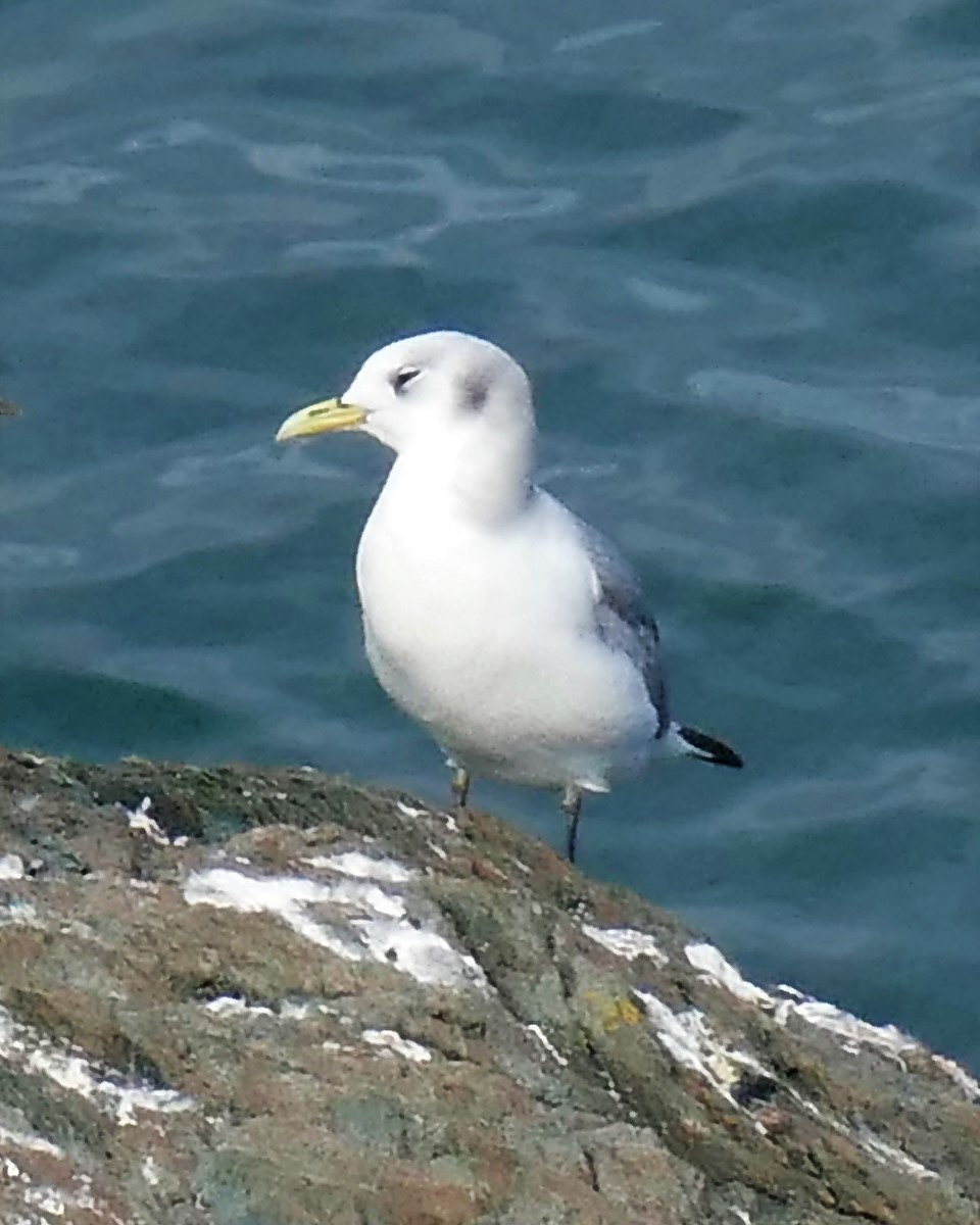 Black-legged Kittiwake - M Wannamaker