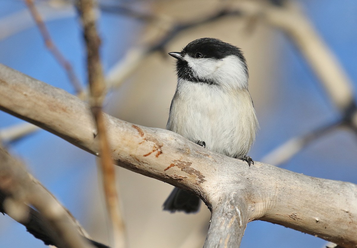Black-capped Chickadee - ML282977001