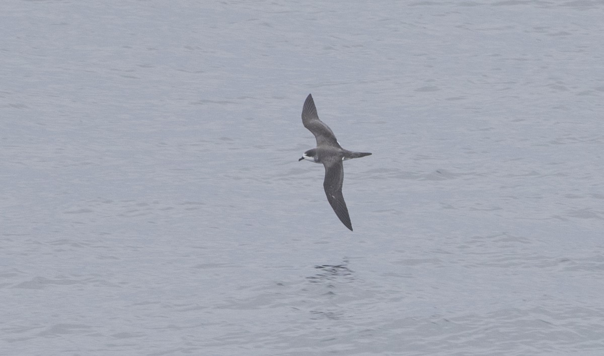 Hawaiian Petrel - ML28297791