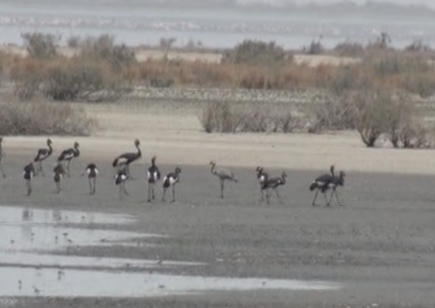 クロヅル - ML282978991