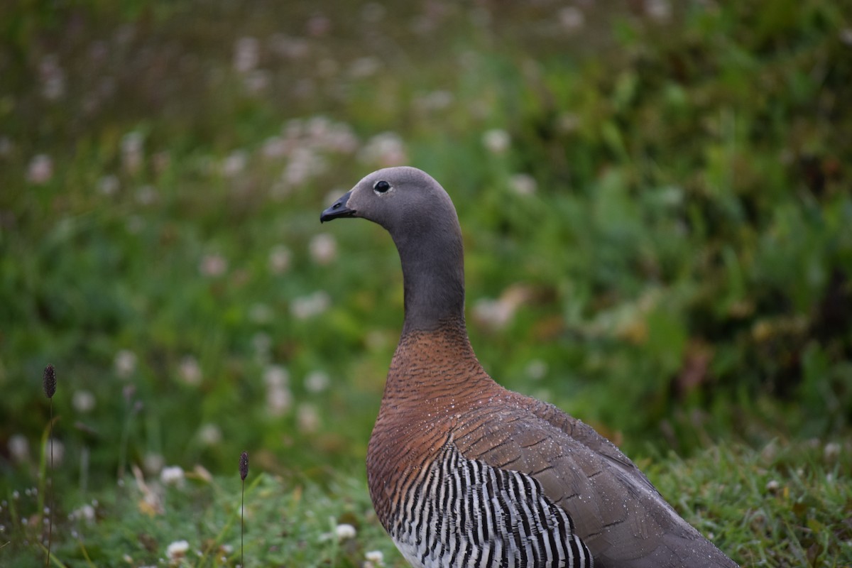 Ashy-headed Goose - Gabriela Da Silva Bo