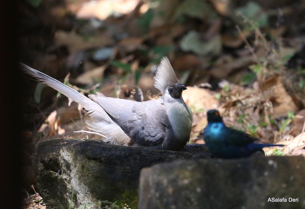 Bare-faced Go-away-bird (Brown-faced) - Fanis Theofanopoulos (ASalafa Deri) 🐐