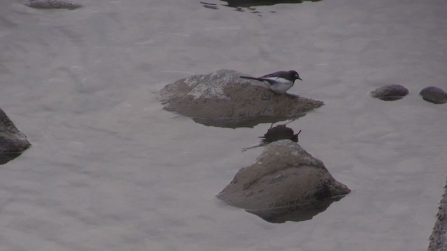 Japanese Wagtail - ML282983091