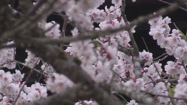 Anteojitos Japonés - ML282984611