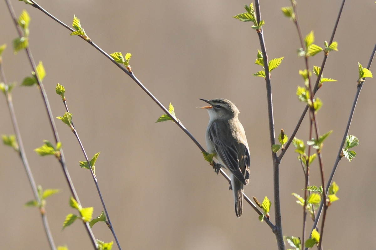 Sedge Warbler - ML282984711