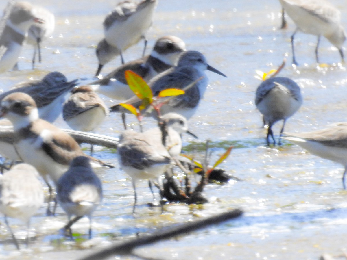 Western Sandpiper - Jose Martin Vallecillo Mendez