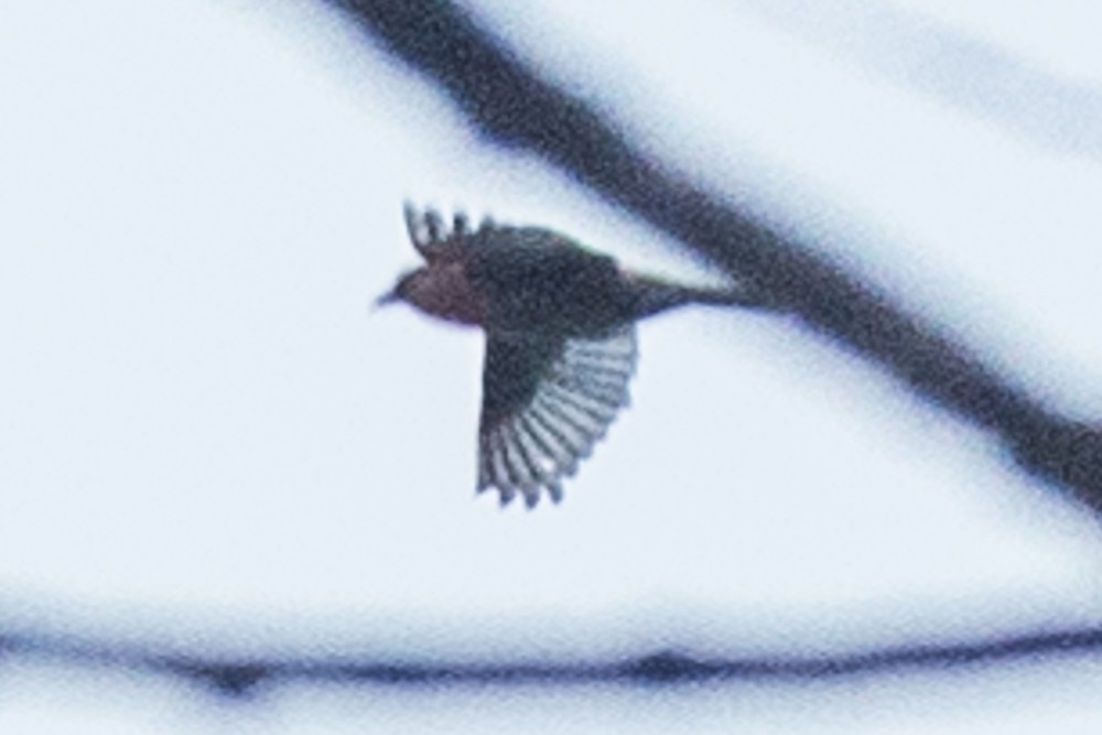 White-winged Crossbill - ML282986931