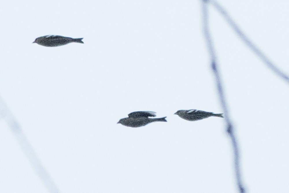 White-winged Crossbill - ML282987011