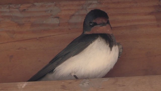 Barn Swallow (Buff-bellied) - ML282987041