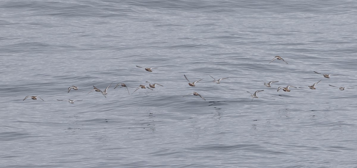 Red Phalarope - ML28298751