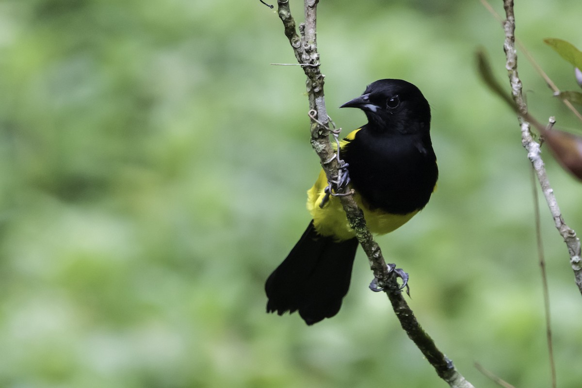 Black-cowled Oriole - Jorge Eduardo Ruano