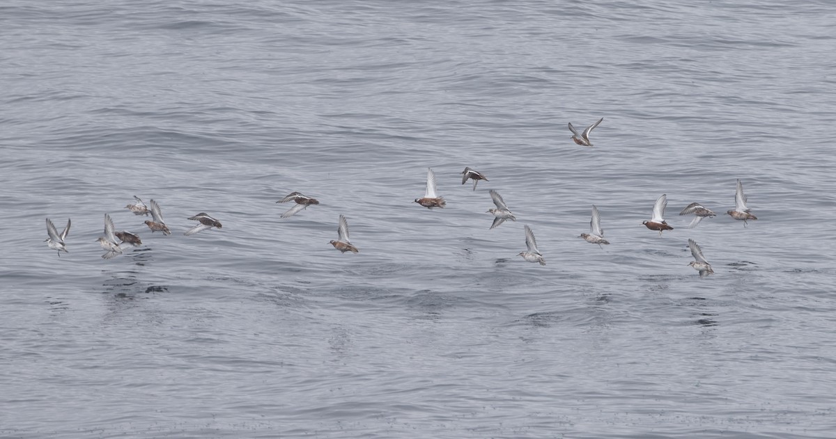 Red Phalarope - ML28298791