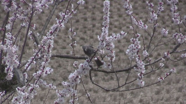 Bulbul à oreillons bruns - ML282988311