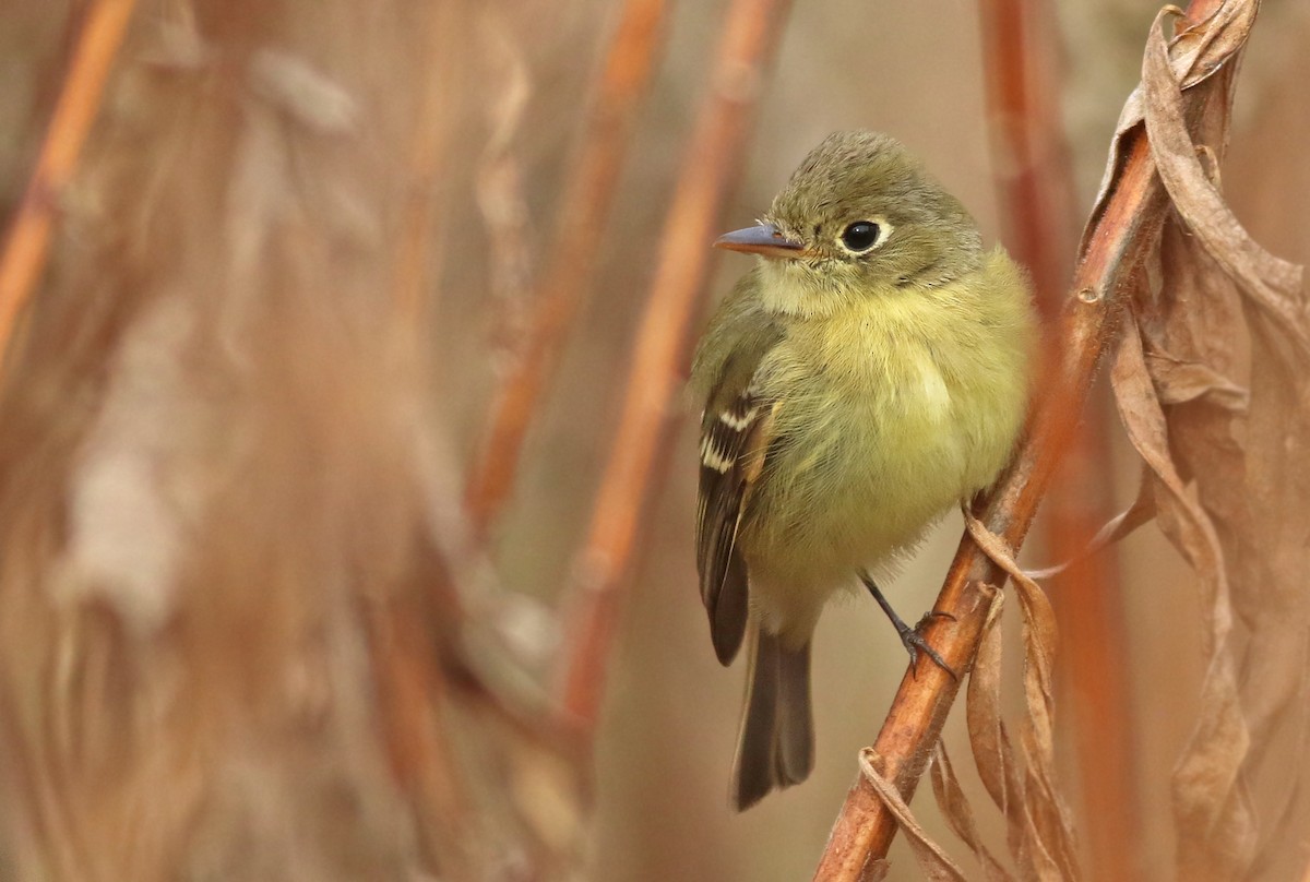 Western Flycatcher (Pacific-slope) - ML282989031