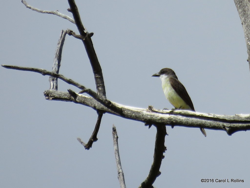 new world flycatcher sp. - ML28298931