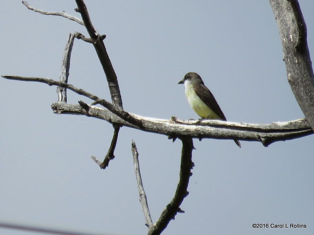 new world flycatcher sp. - ML28298941