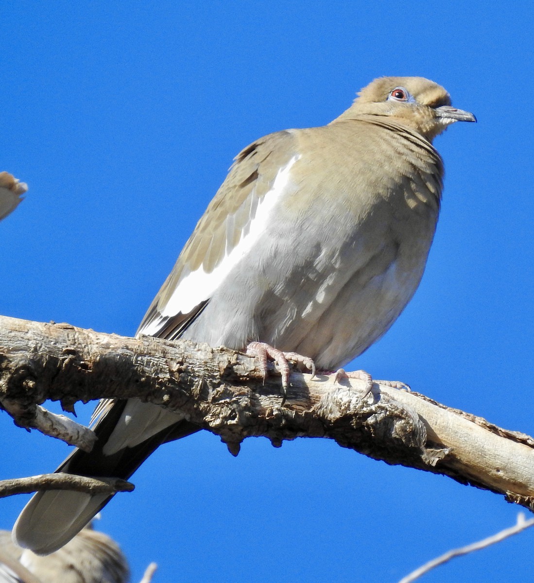 White-winged Dove - ML282990421