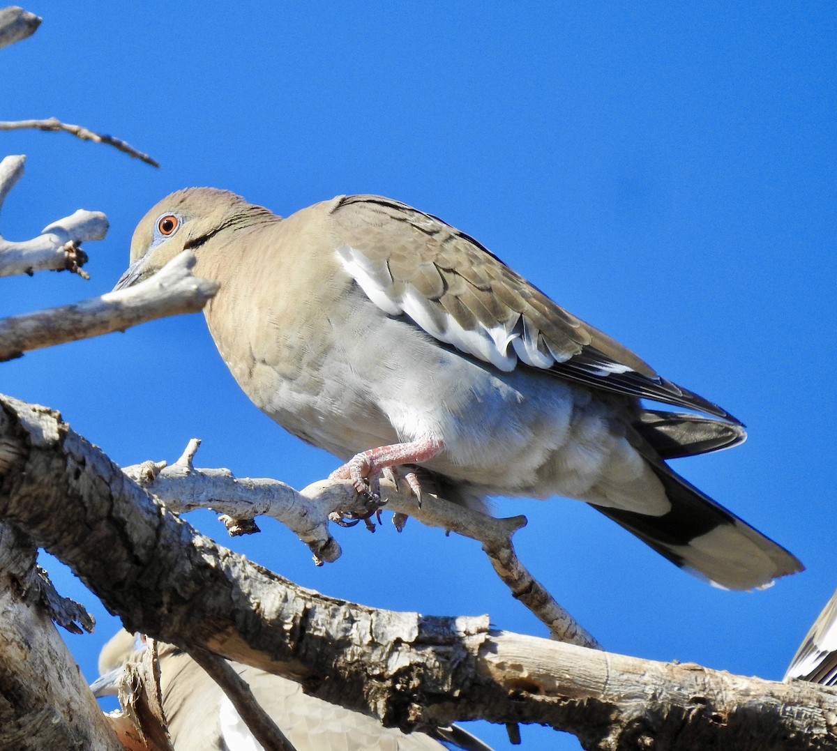 White-winged Dove - Van Remsen