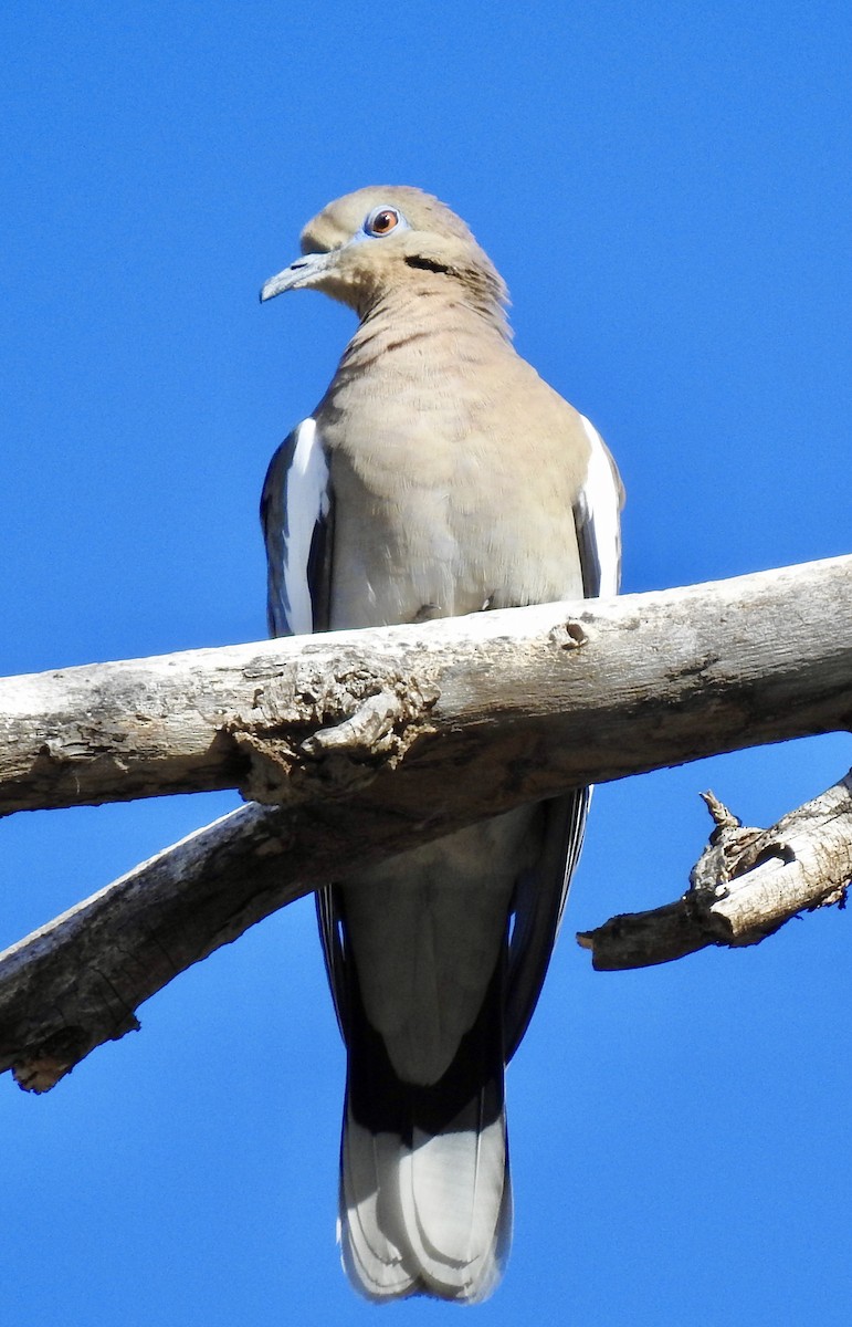 White-winged Dove - ML282990441