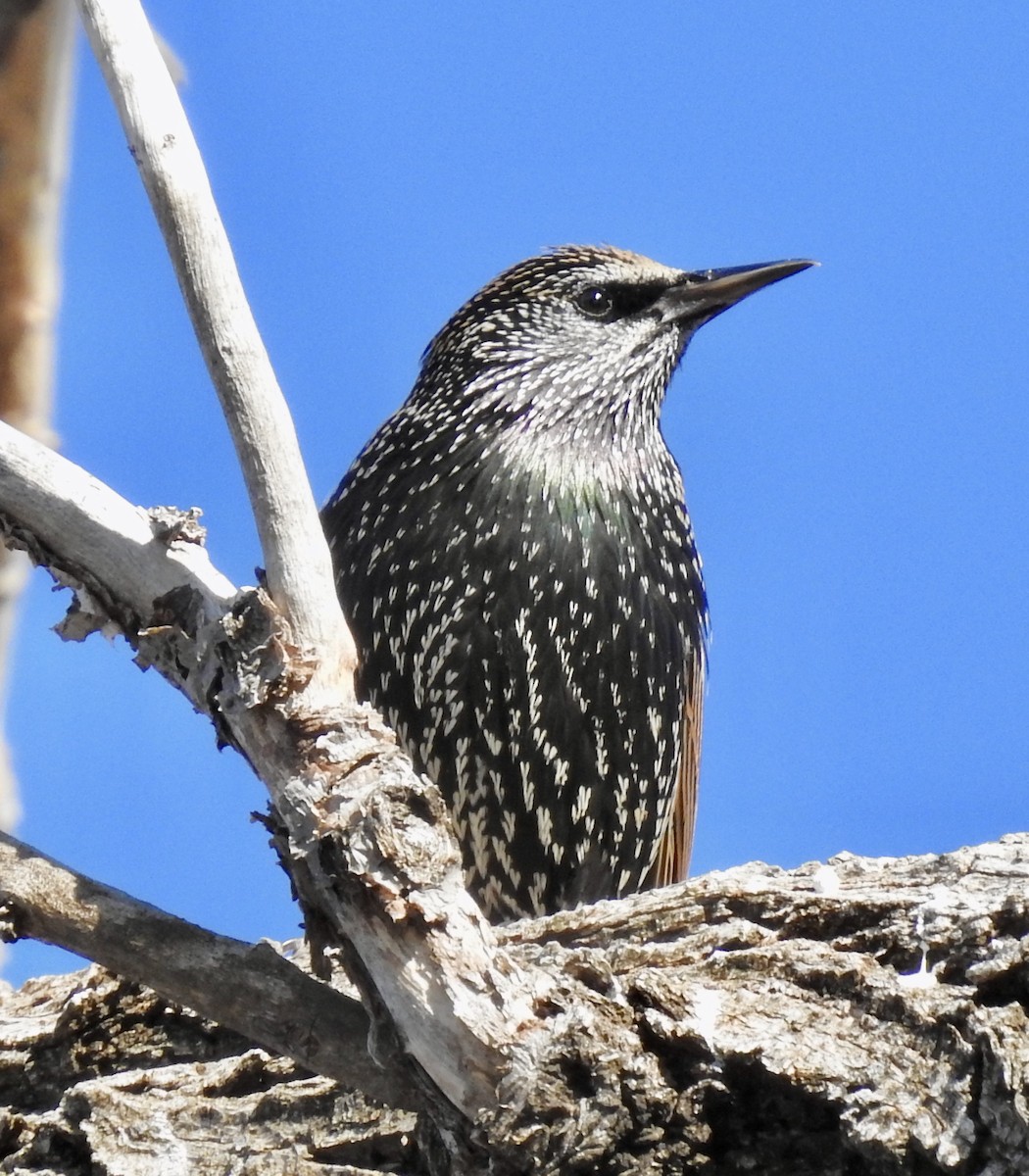 European Starling - ML282990511