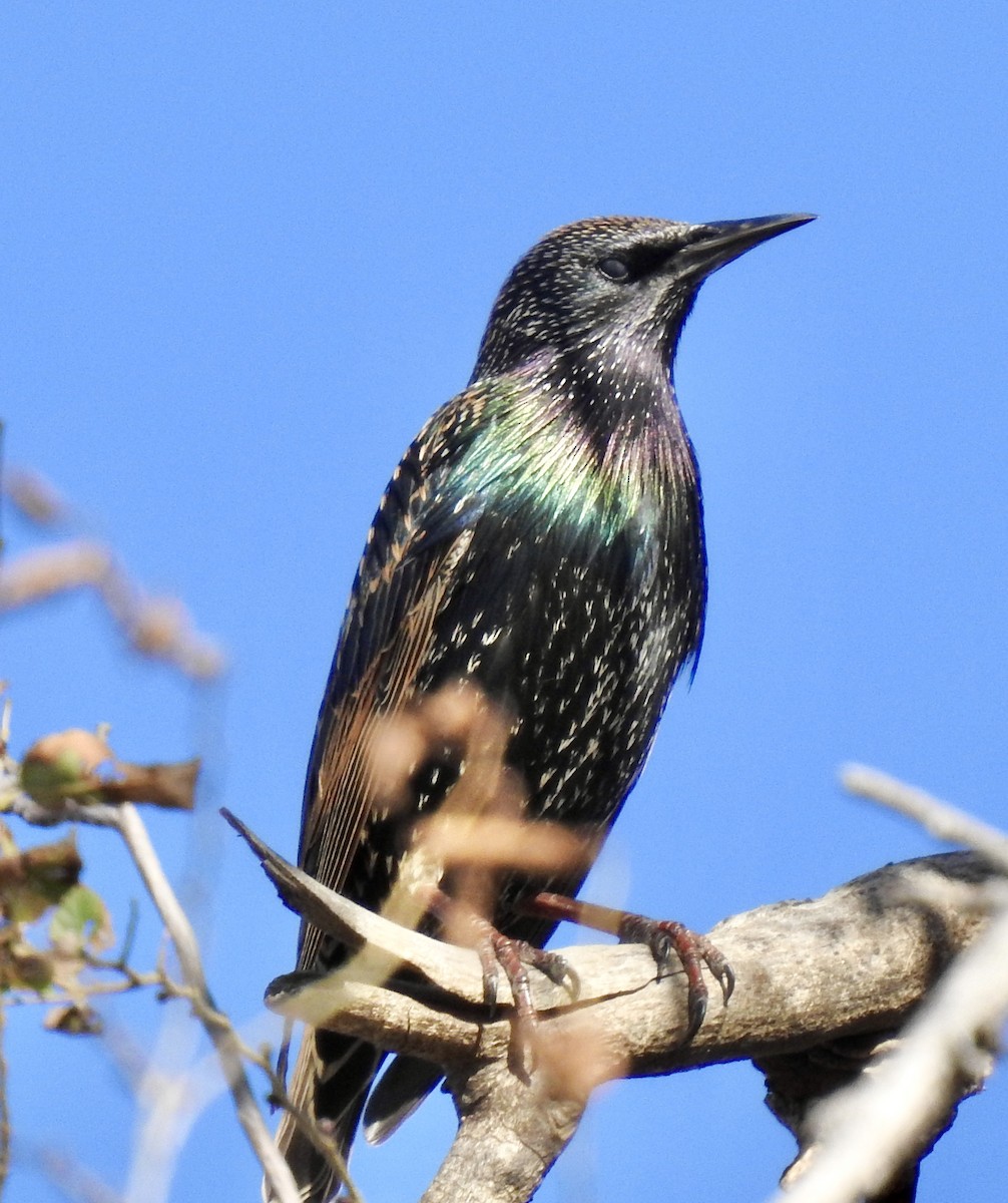 European Starling - ML282990521