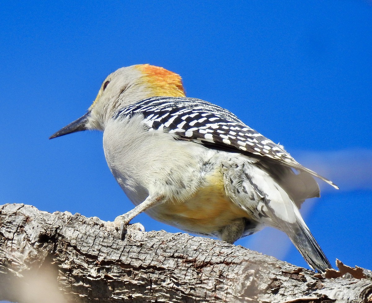 Golden-fronted Woodpecker - ML282991221