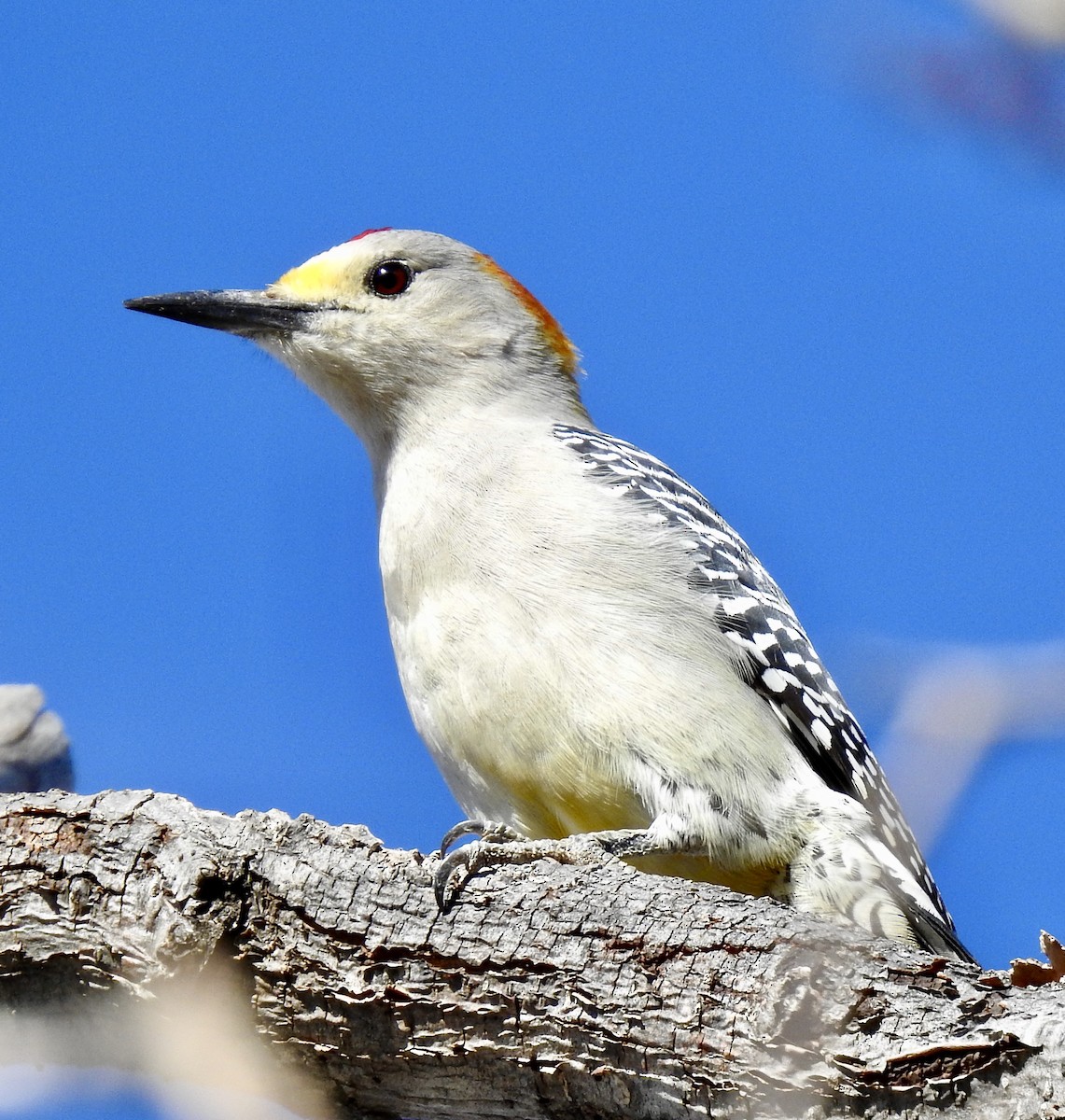 Golden-fronted Woodpecker - ML282991241