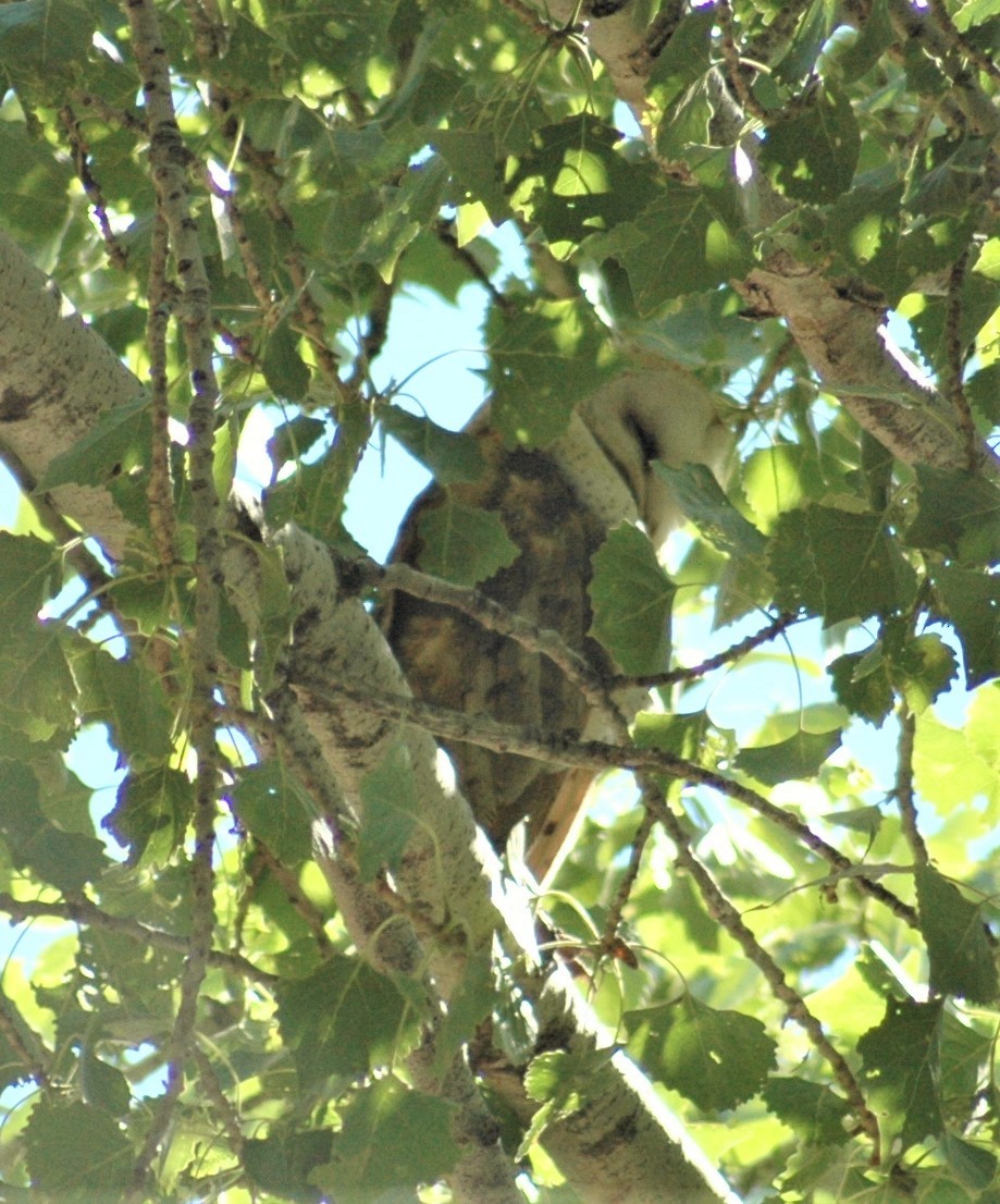 American Barn Owl - ML282991291