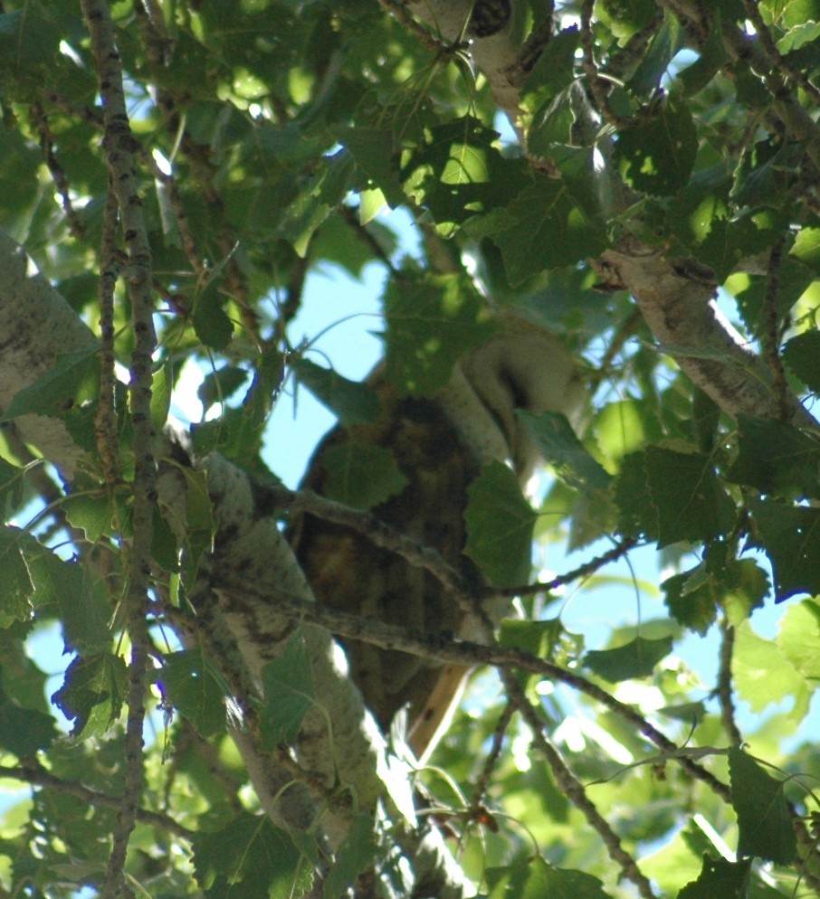 American Barn Owl - ML282991301