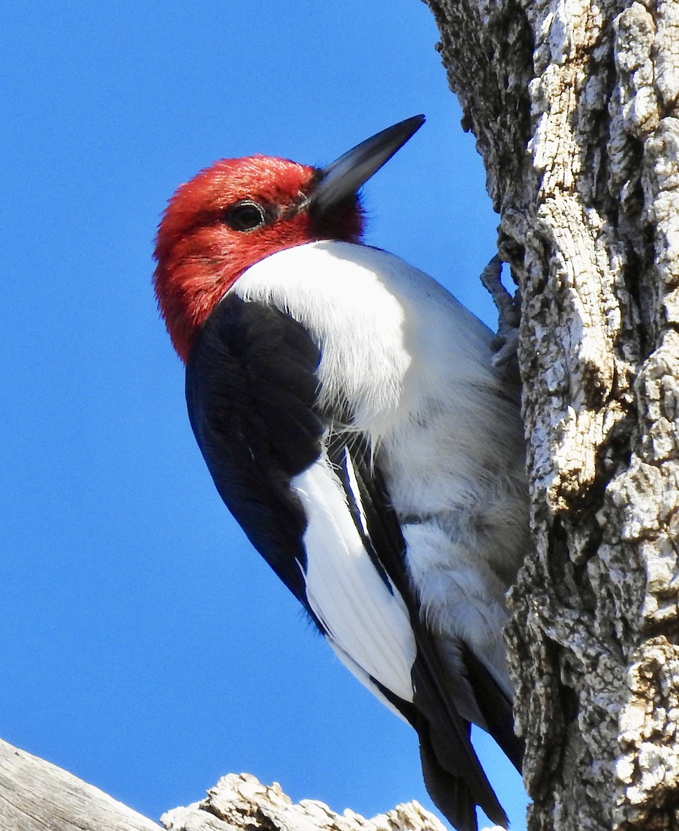 Red-headed Woodpecker - ML282991561