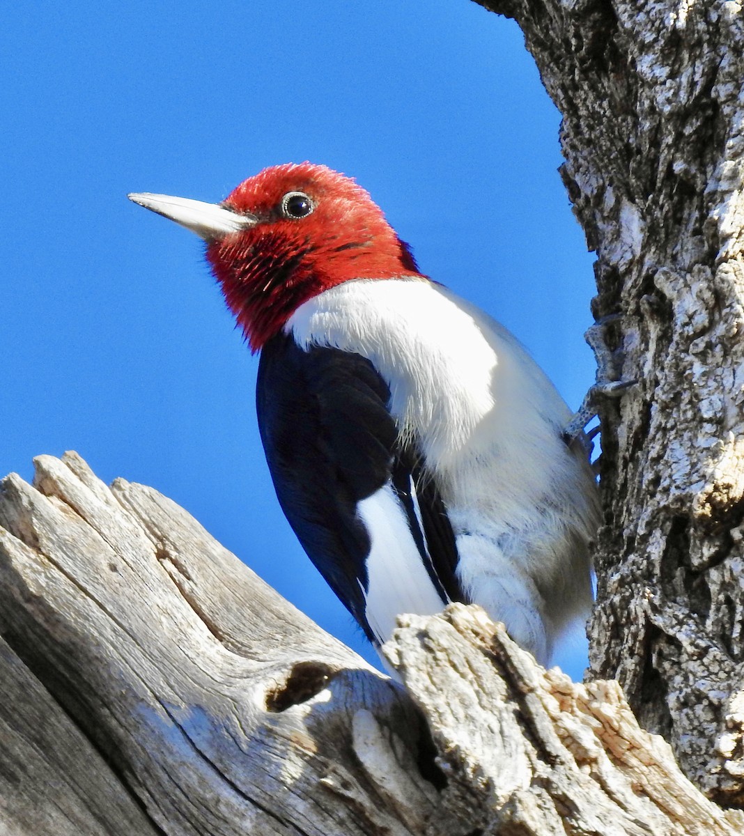 Red-headed Woodpecker - ML282991571