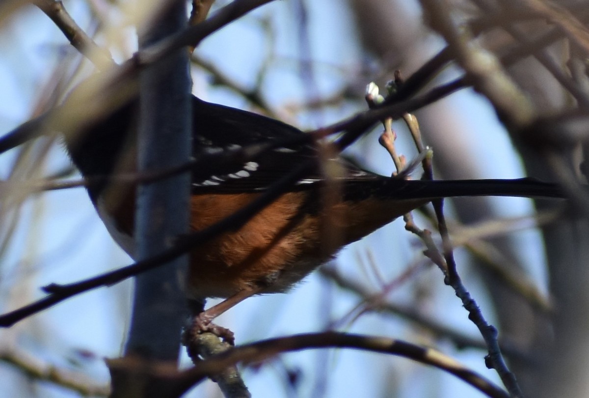 Spotted Towhee - ML282991991