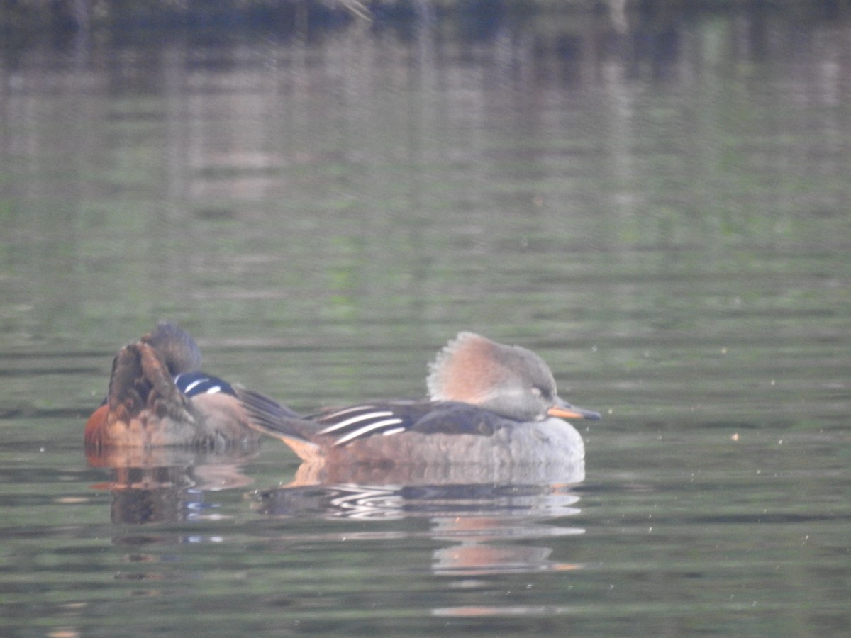 Hooded Merganser - ML282992701