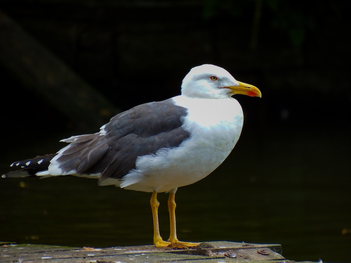 Lesser Black-backed Gull - ML282996141