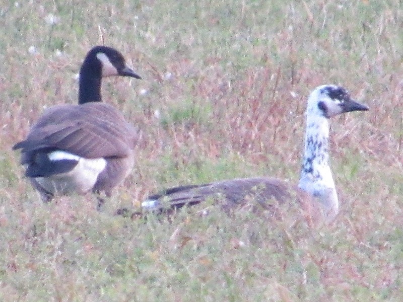 Canada Goose - ML282997041