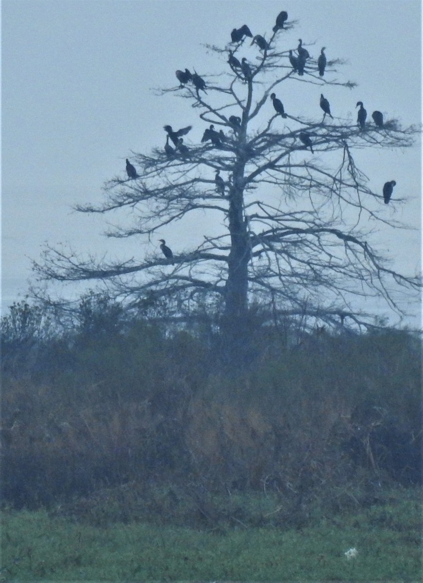 Double-crested Cormorant - ML282997591