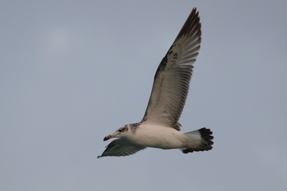 Pallas's Gull - ML282998701