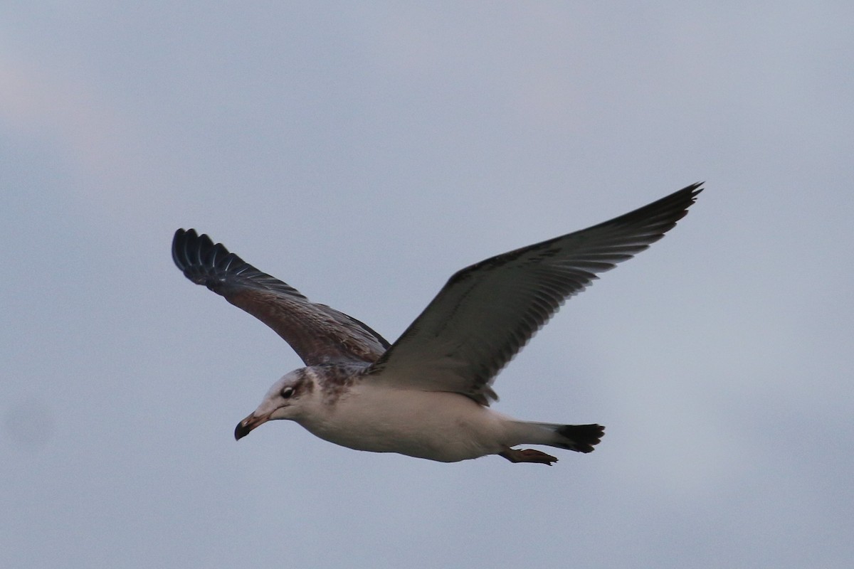 Pallas's Gull - ML282998721