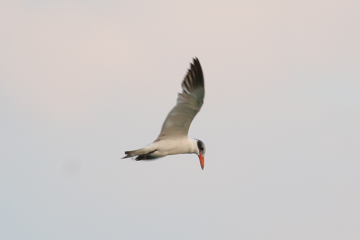 Caspian Tern - ML282998751