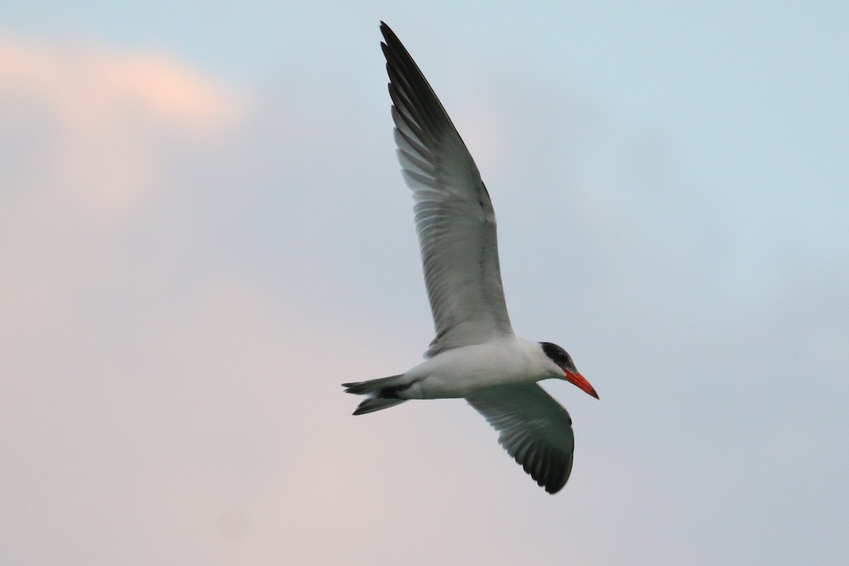 Caspian Tern - ML282998761