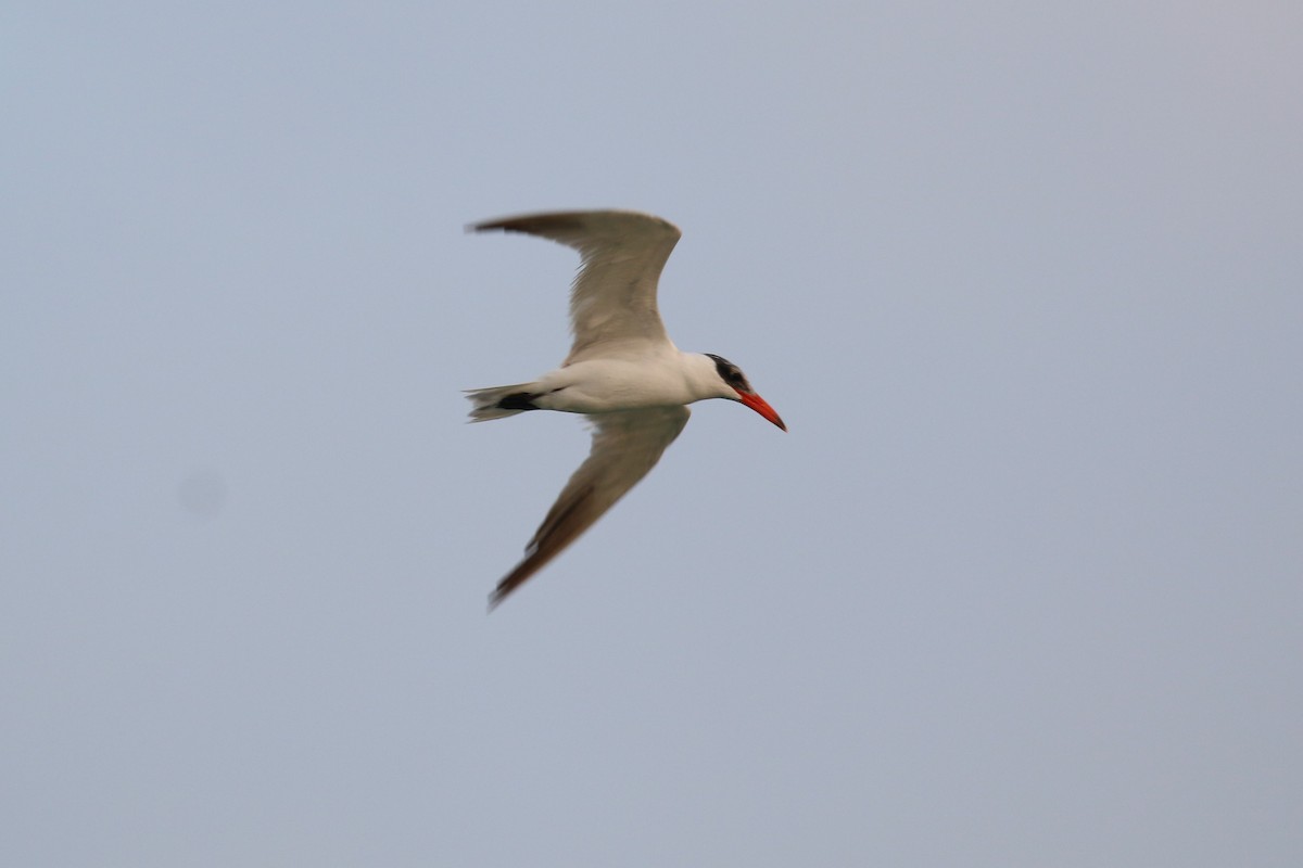 Caspian Tern - ML282998771