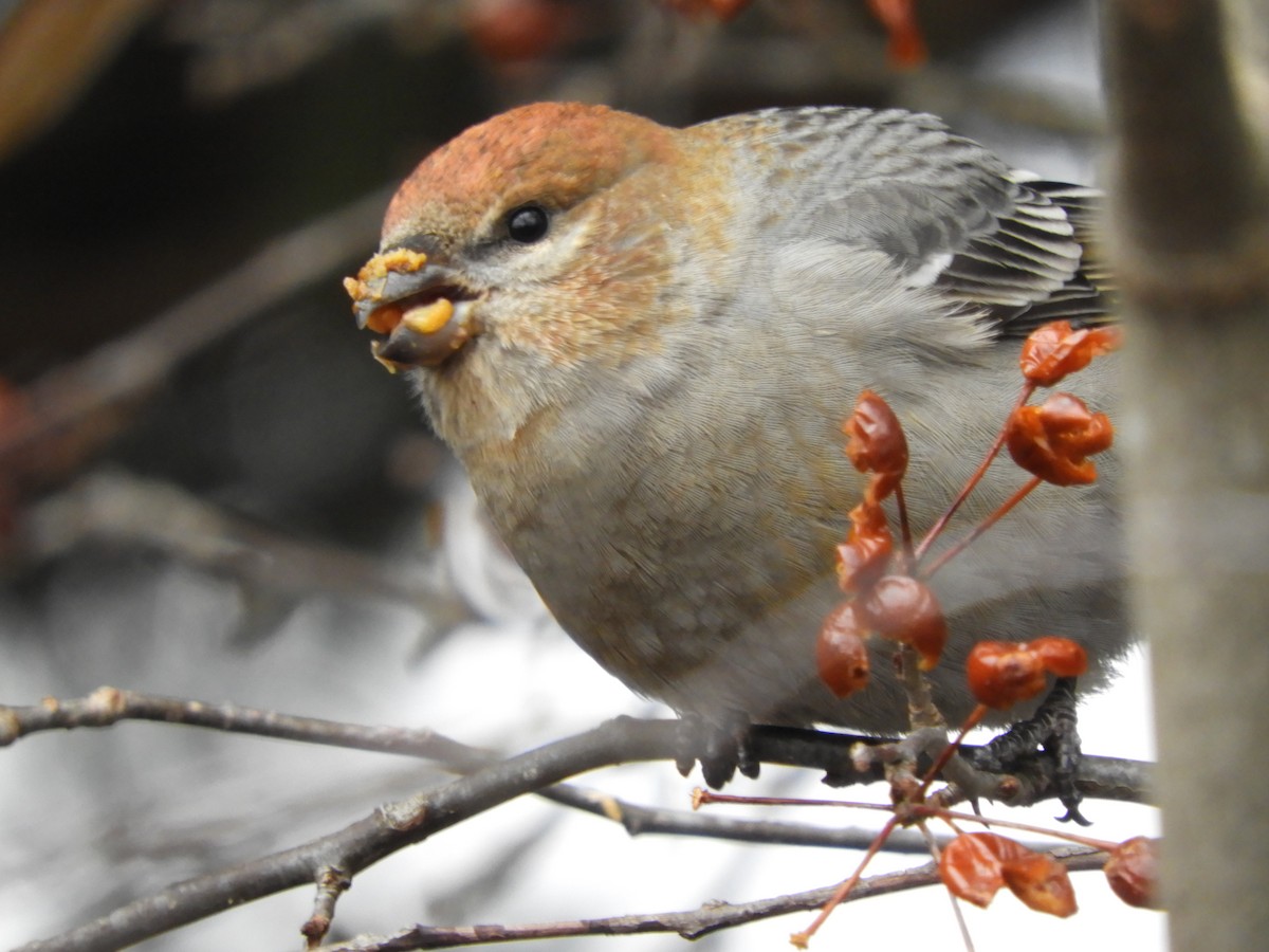 Pine Grosbeak - ML283000021