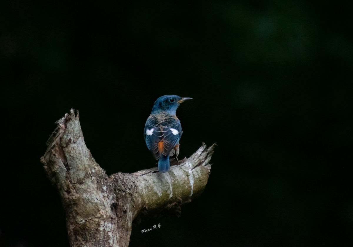 Blue-capped Rock-Thrush - ML283000381