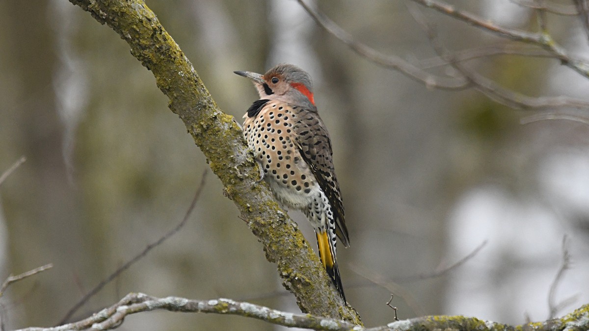 Northern Flicker (Yellow-shafted) - ML283000561